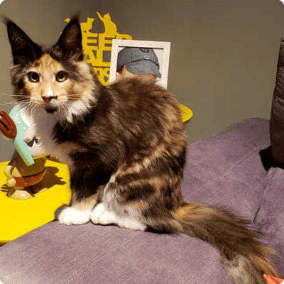 asgard giants gatil maine coon raça mainecoon gato gatos filhote gatinho kitty kiten cat cats criador criação