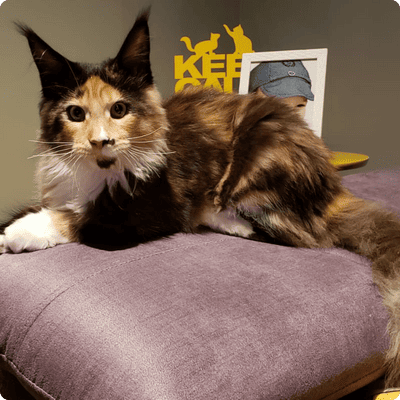 asgard giants gatil maine coon raça mainecoon gato gatos filhote gatinho kitty kiten cat cats criador criação