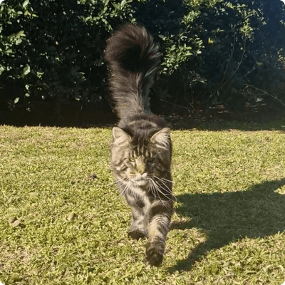 asgard giants gatil maine coon raça mainecoon gato gatos filhote gatinho kitty kiten cat cats criador criação